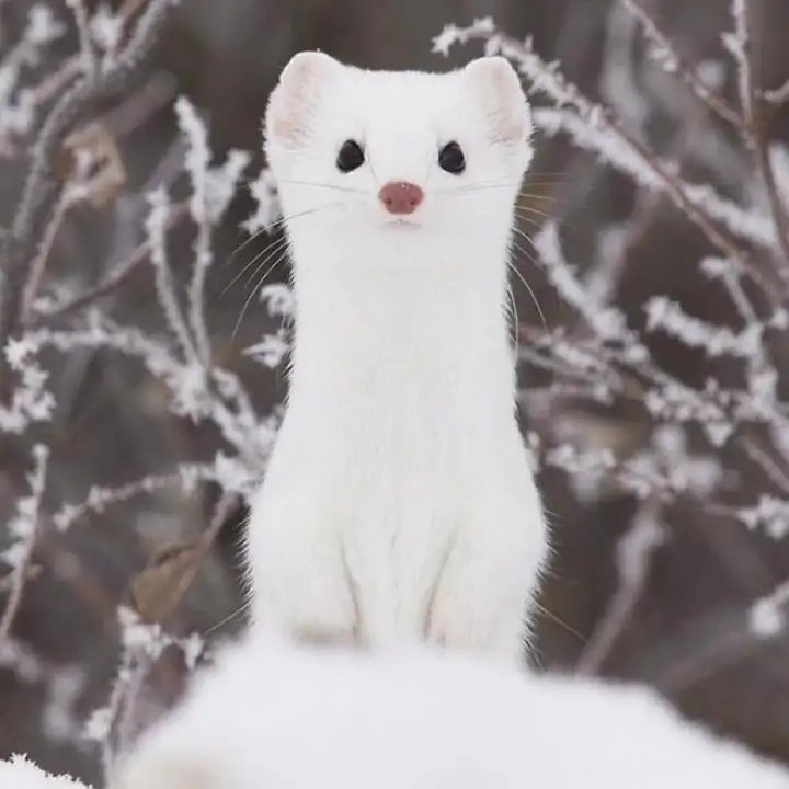 科普达宠：比猫狗还要粘人的小心爱——雪貂（宠物貂粘人吗）