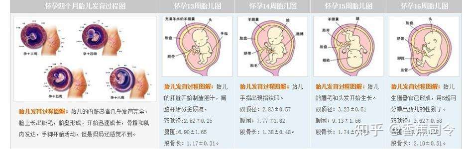 各个孕期的产前检查内容 自己做功课 不求人 建议收藏 知乎