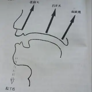 咬字器官互相配合的要领