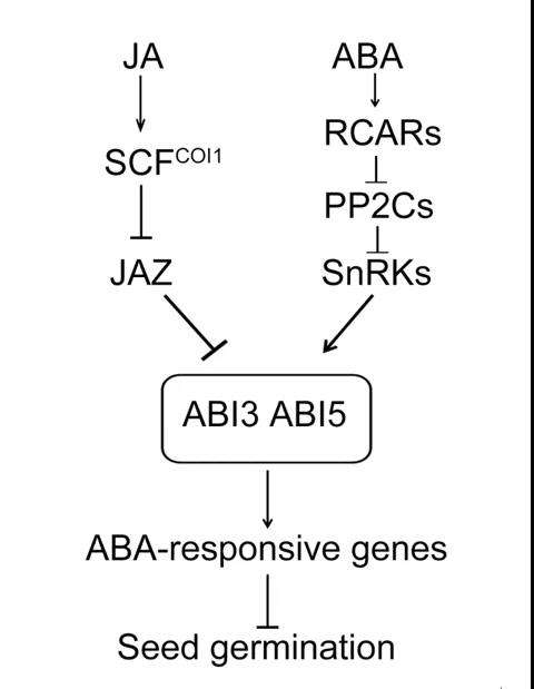 plantcell雲南大學餘迪求團隊闡明植物激素茉莉酸協同脫落酸調控種子