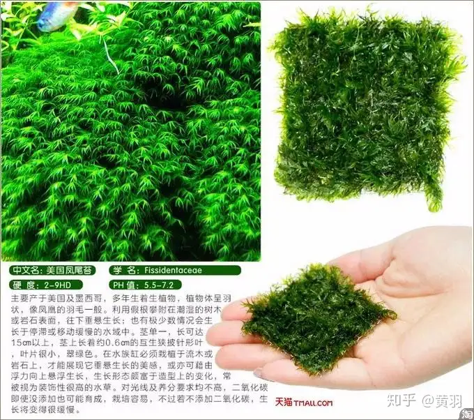 水草造景中水草分类及选择 知乎