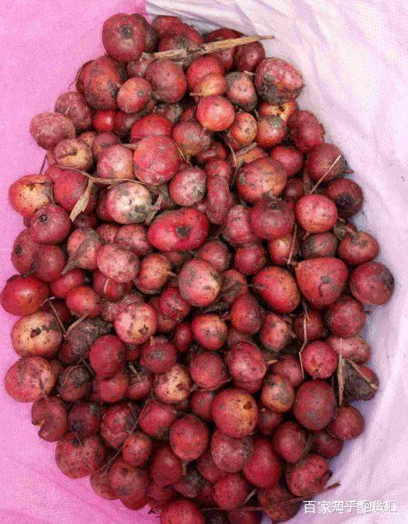 有什么好吃的冷门水果推荐嘛?