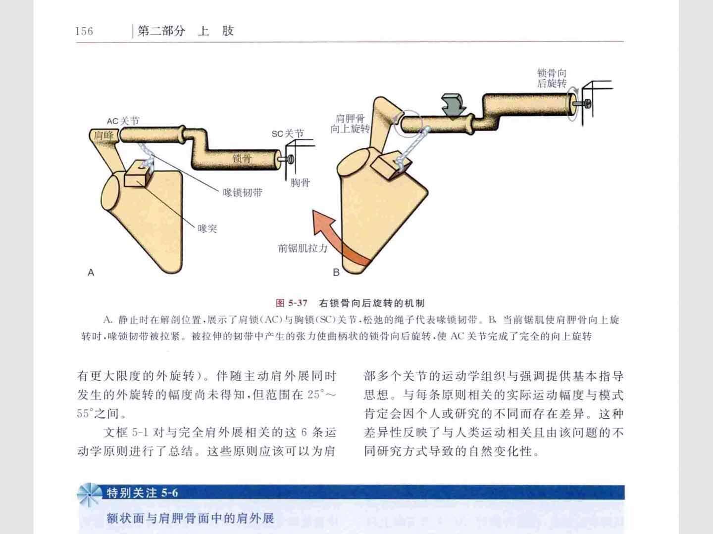 你能在网上看到最干的干货 如何使用肩肱节律处理肩痛 知乎