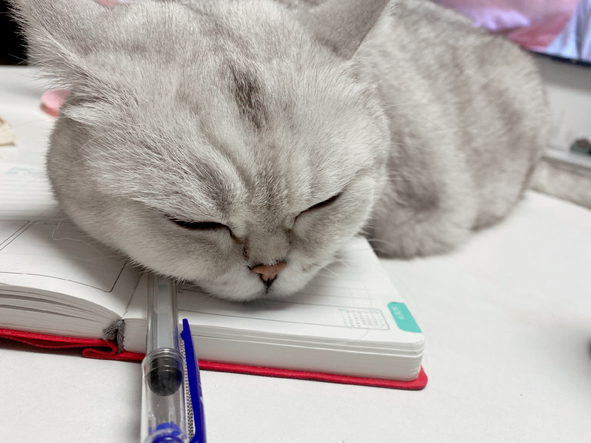 疯四娘 的想法: 给小猫咪的天津快板 | 竹板儿这么一打呀… - 知乎