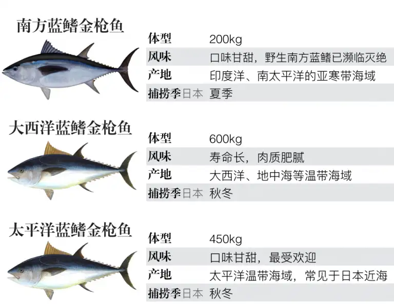 Arbogast 水面金枪鱼鱼饵、诱饵