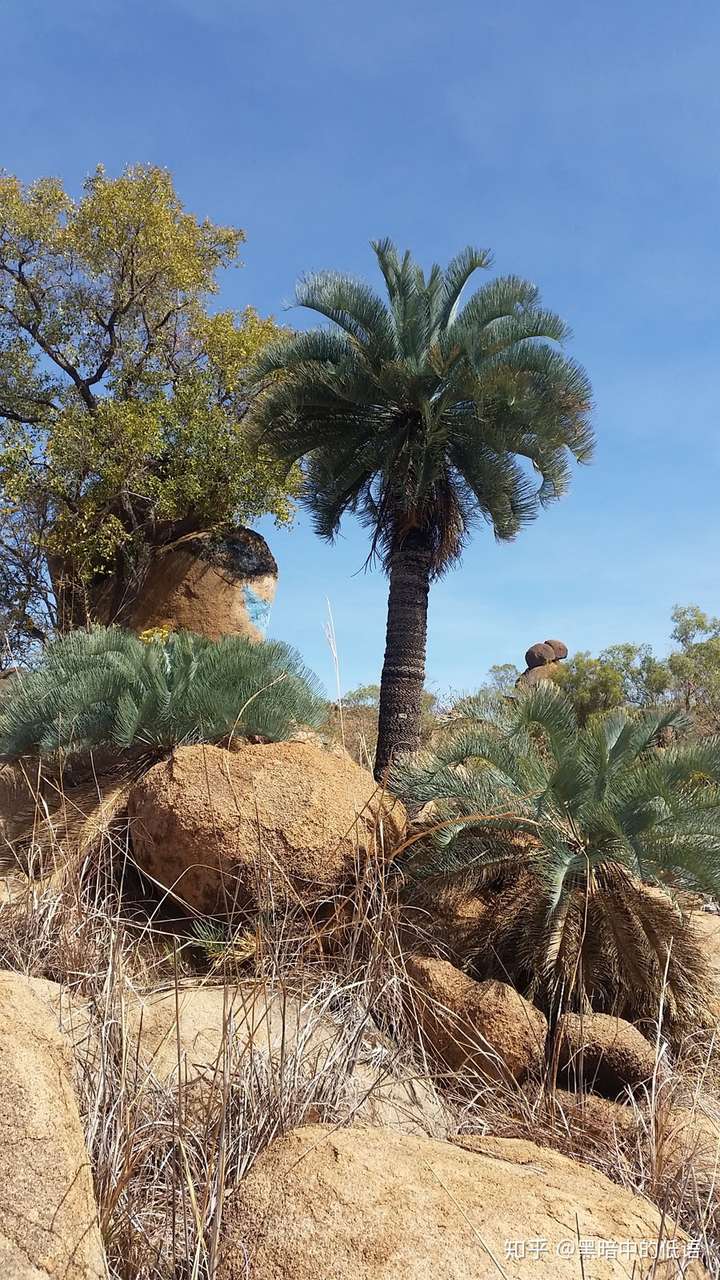 凯恩斯氏苏铁cycascairnsiana