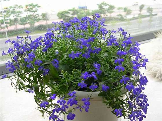 养花小飞虫不断 太烦恼 家庭无毒驱虫小妙招赶紧收藏 知乎