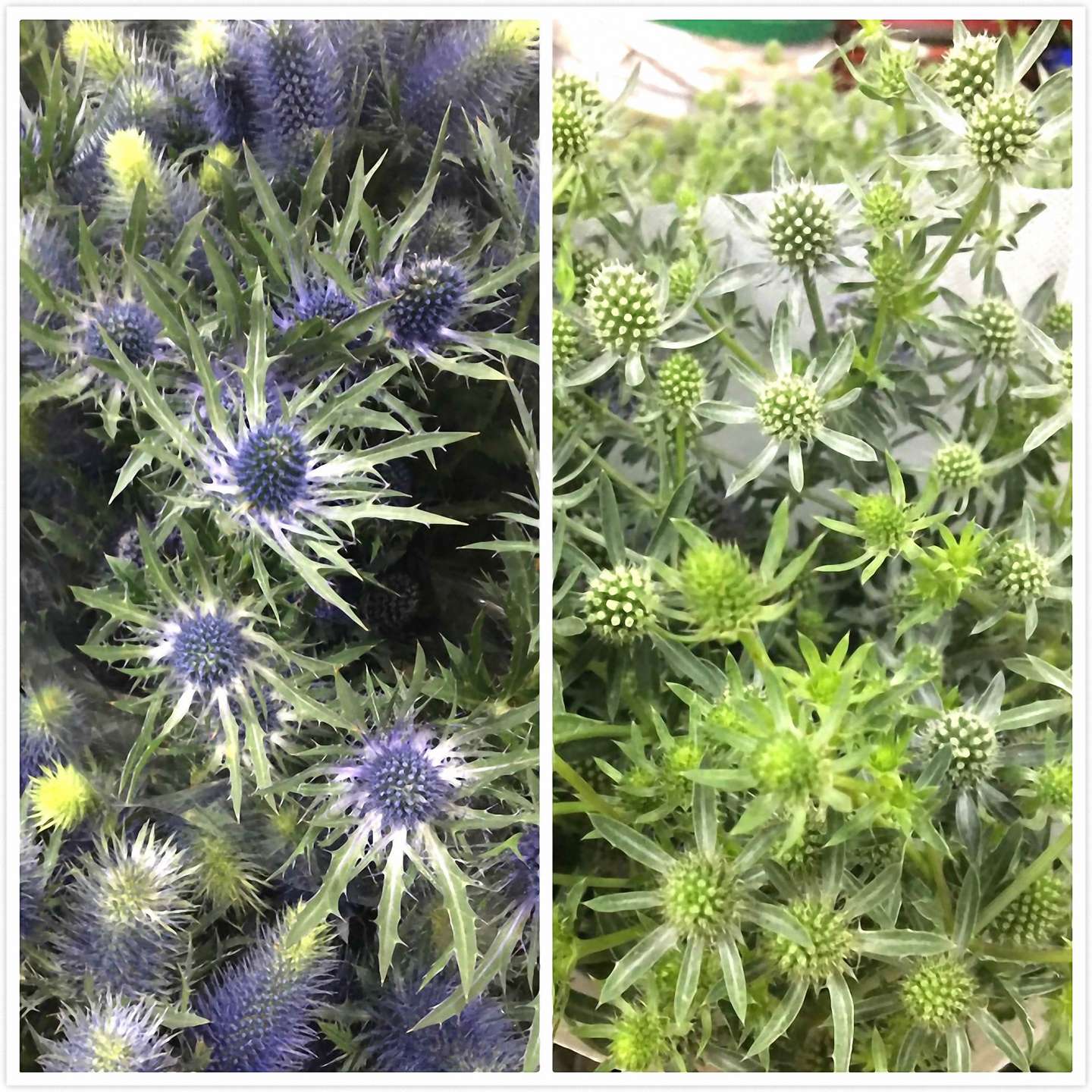 如此惊艳的花卉 关键还能摆在家里 之二 知乎