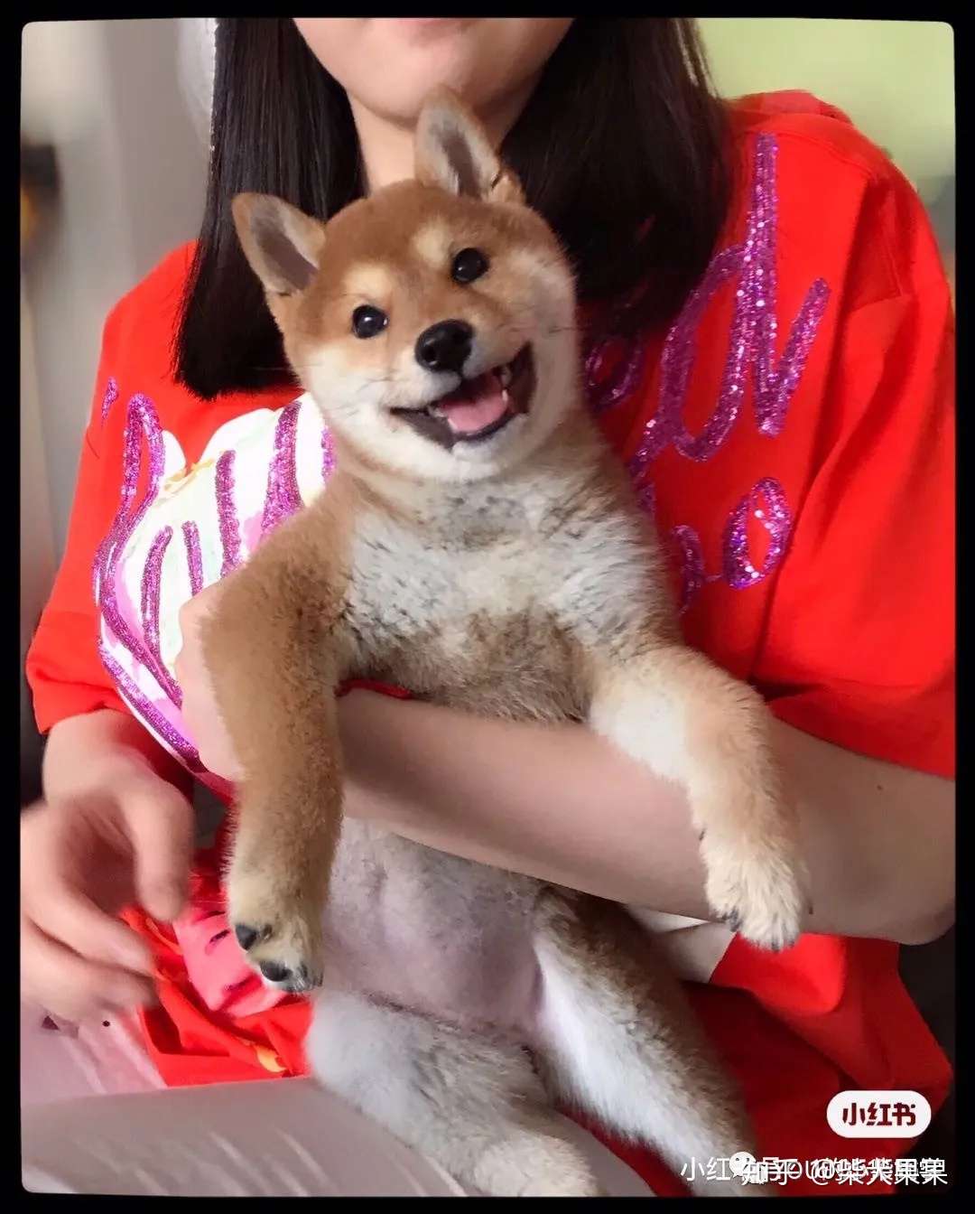 柴君买家秀这么可爱的小柴犬要幸福哦 知乎