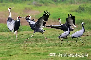 武漢生態葬陵園之仙鶴湖溼地紀念園