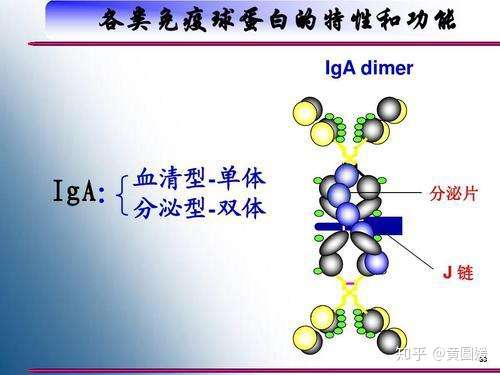 战斗在免疫最前沿的战士02分泌型siga