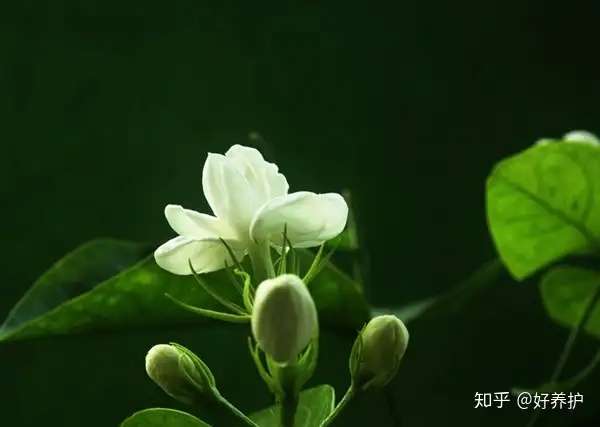 什么花会给你带来幸运 附 12星座的幸运花 知乎