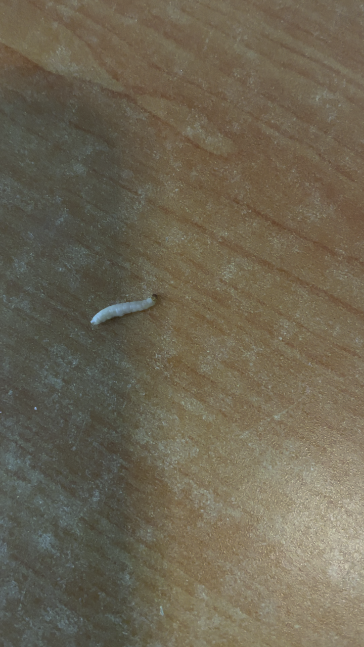 宿舍里出现的蠕动虫子,有人知道是什么品种,出现在什么环境,以及给出