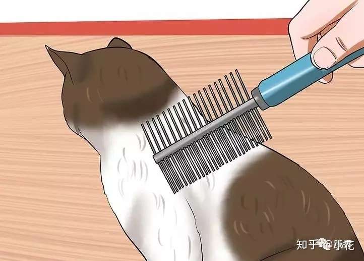 如何检查猫咪身上有没有跳蚤 知乎