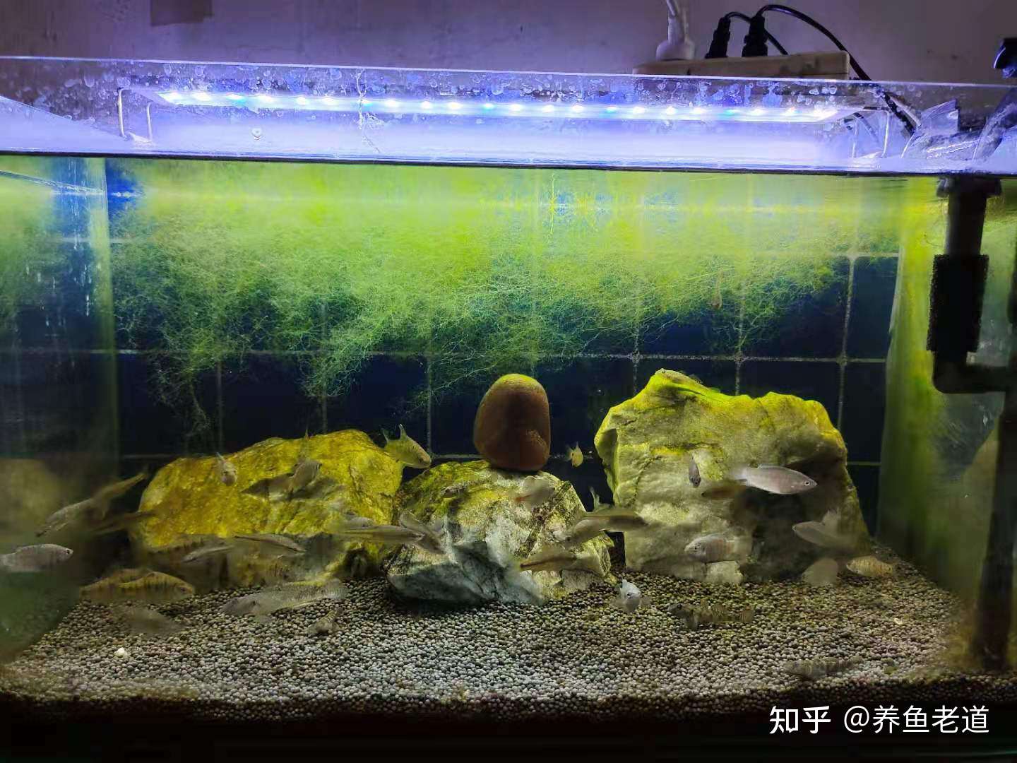 一缸茂盛的丝藻 或者青苔 为什么最后长成遍地的褐藻和黑毛 知乎