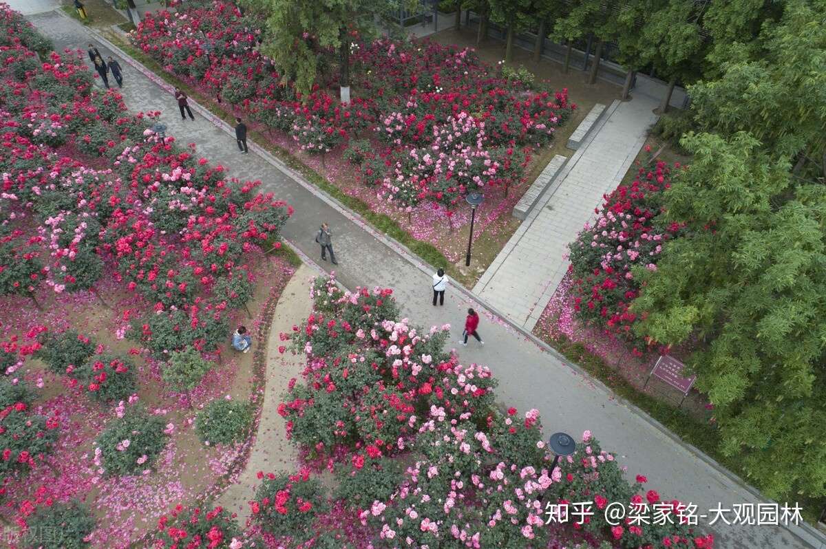 季相景观与盆景艺术 植物景观的类型有多丰富 知乎