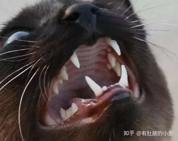 科普猫咪牙齿健康常识~【重要而鲜为人知的知识】 - 知乎