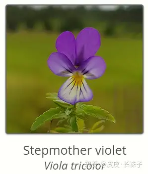 瑞典国花评选 - 知乎