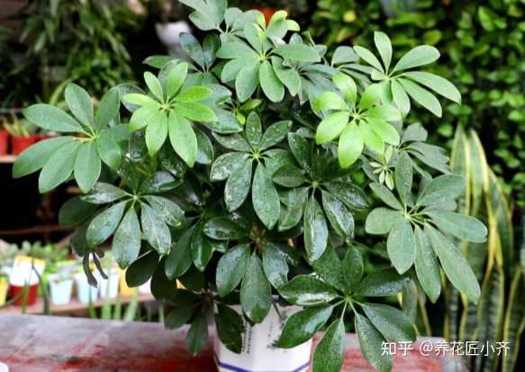 七月的鸭掌木 记住五个 要点 长势旺盛 很快枝繁叶茂 知乎