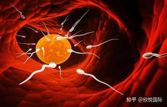 做试管婴儿的费用大概是需要多少钱？四川IVF试管洗涤（第一试管网）