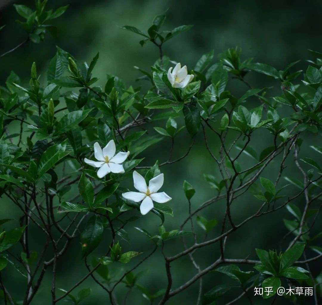 六月味道 是栀子 知乎