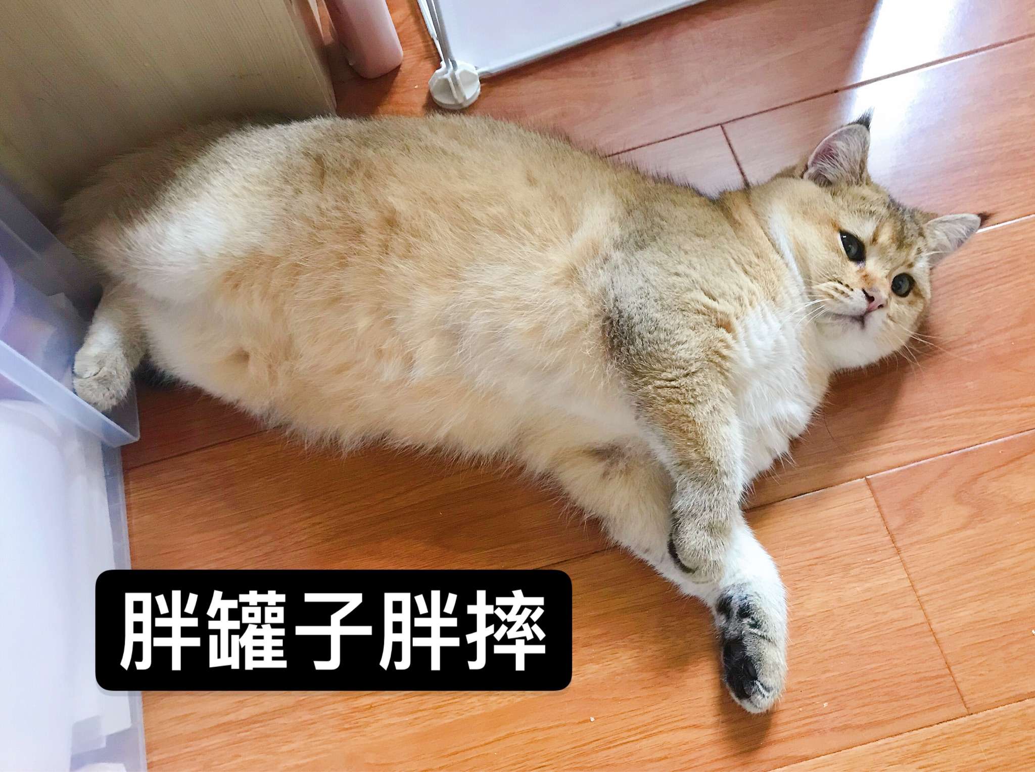 软软以前这么瘦小.