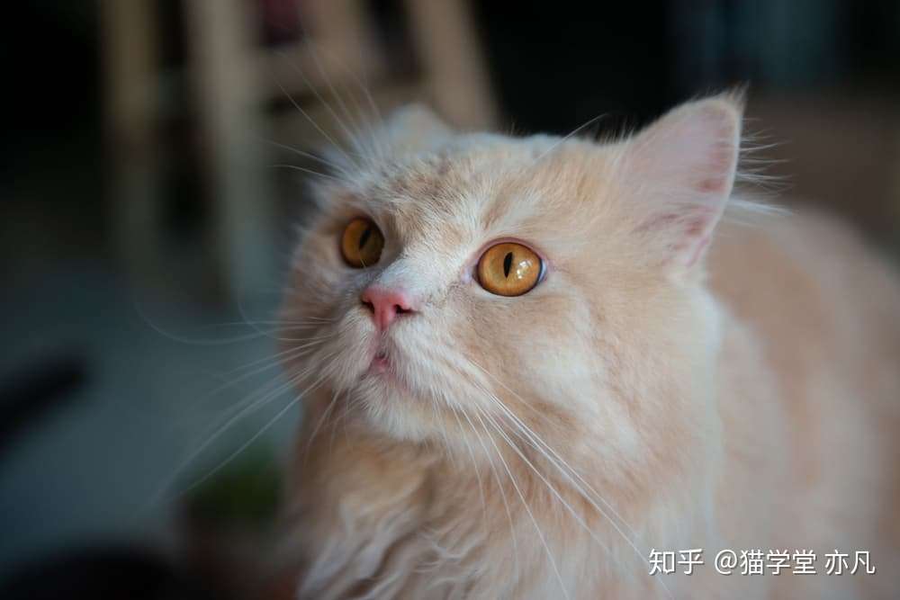 猫咪咳嗽常见的11 个原因- 知乎