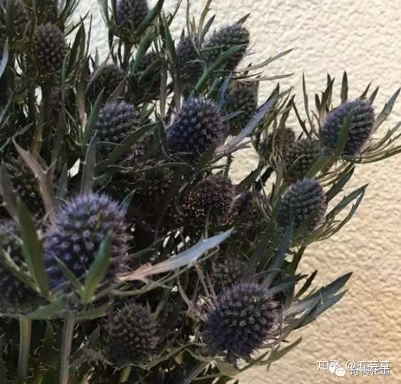 花束配材篇 教你打造独一无二的高颜值花束 一 知乎