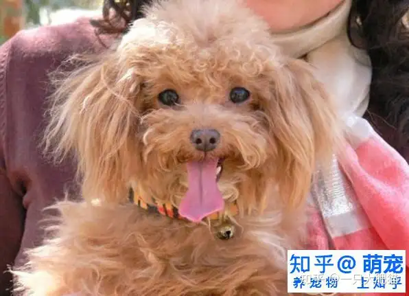 贵宾犬有口臭的原因和解决办法 知乎