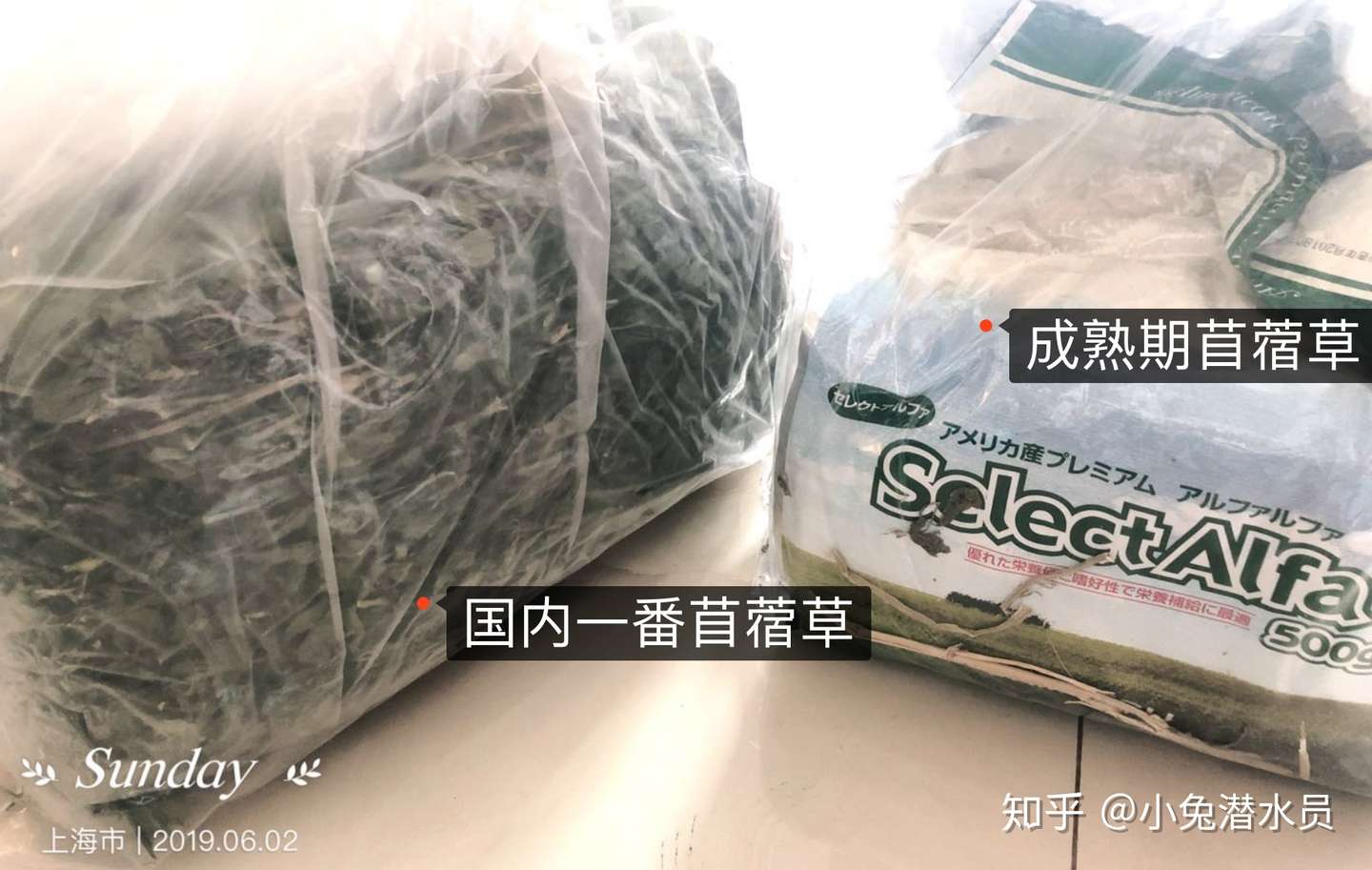 兔兔的牧草知识系列 三 提摩西草与各类牧草 知乎