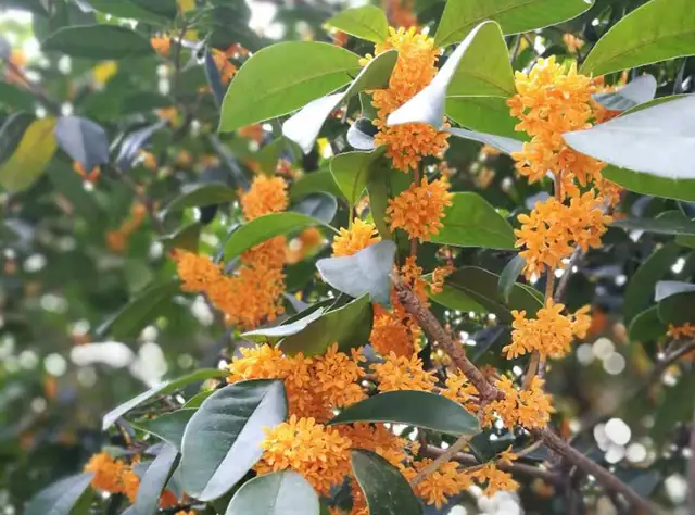 盘点桂花的四大品种