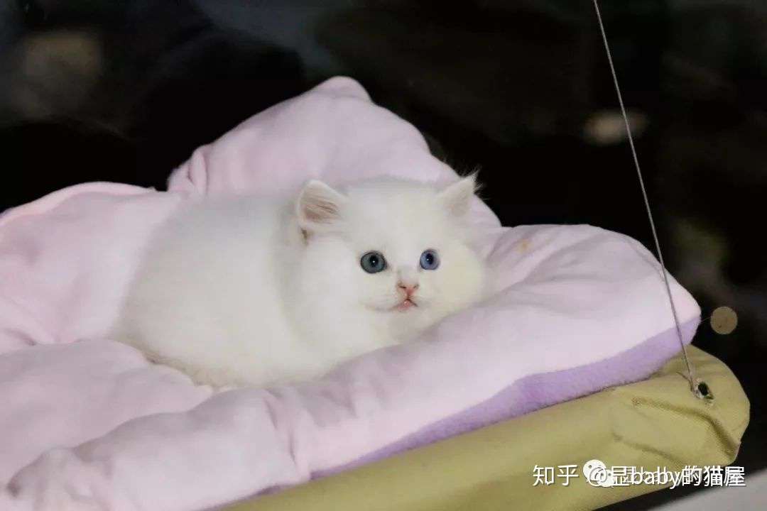 如何自制科学营养的猫饭 干货教程 知乎