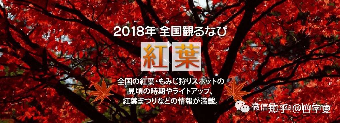 又到了去京都看红叶的季节 京都红叶观赏攻略 看这一篇就够了 知乎