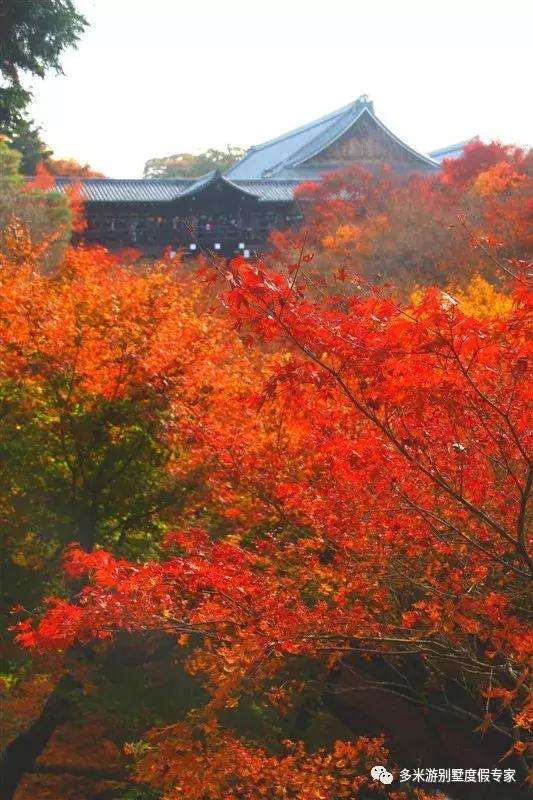 日本 与京都红叶相比 樱花根本不值一提 知乎