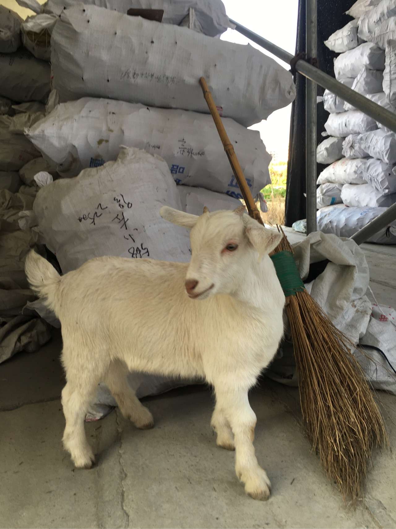 羊还是小时候可爱