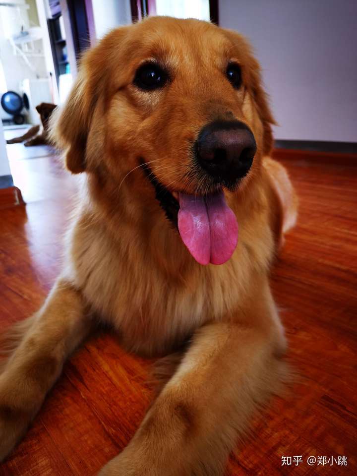 金毛猎犬长大后会变得更平静吗?