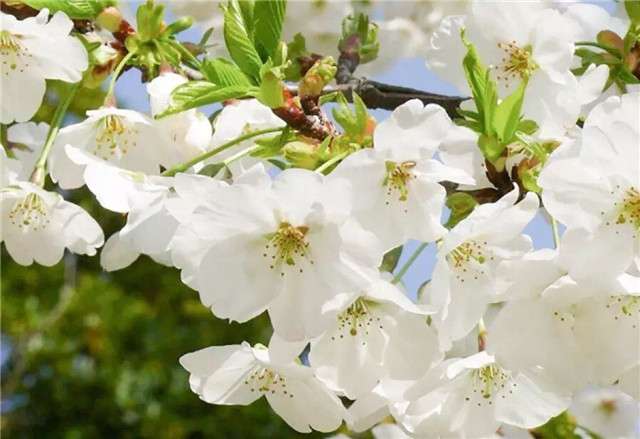 少了樱花的春天是不完美的 18种樱花品种你认识几种 知乎
