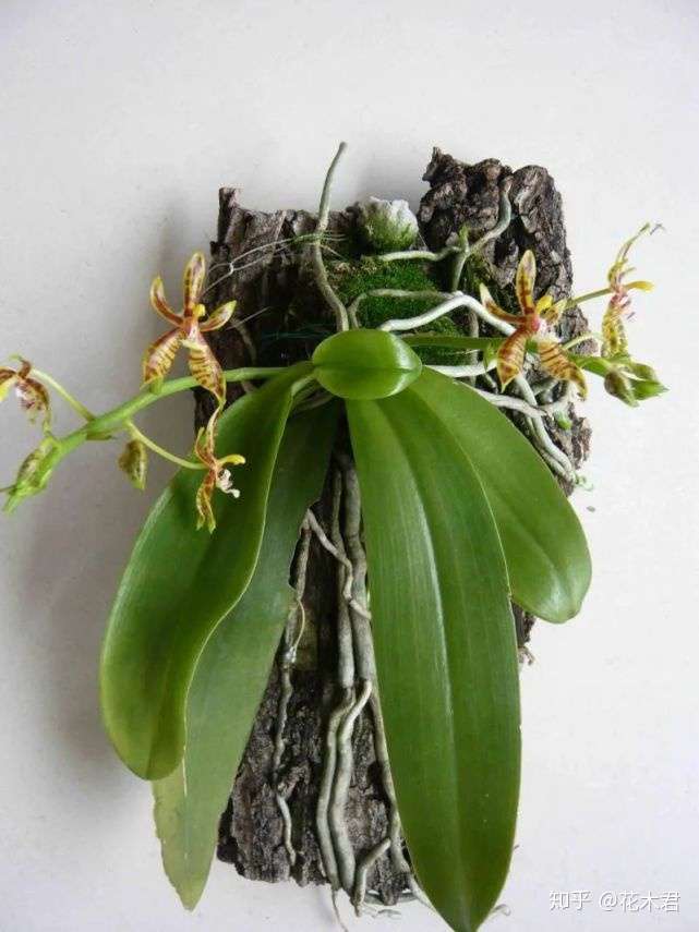 国家 级濒危物种 我国蝴蝶兰原生种中色彩最绚丽的 版纳蝴蝶兰 知乎