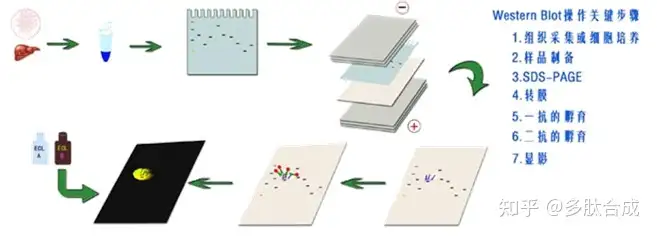 图片[2]-免疫印迹(Western Blot)的基本原理、实验步骤-Hypeptide