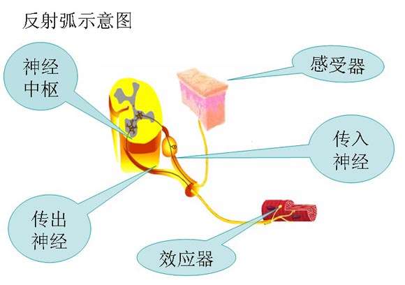 神经肌肉系统对外界刺激的应答反应 知乎