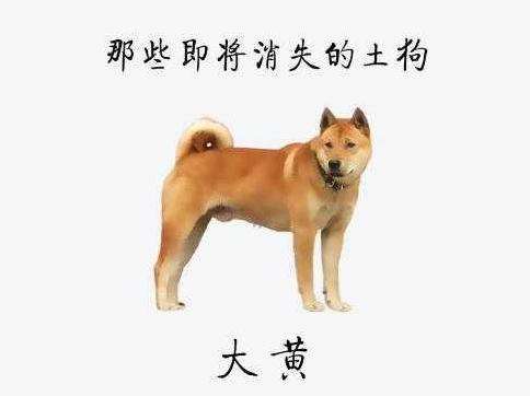 我们的大黄 中华田园犬 知乎