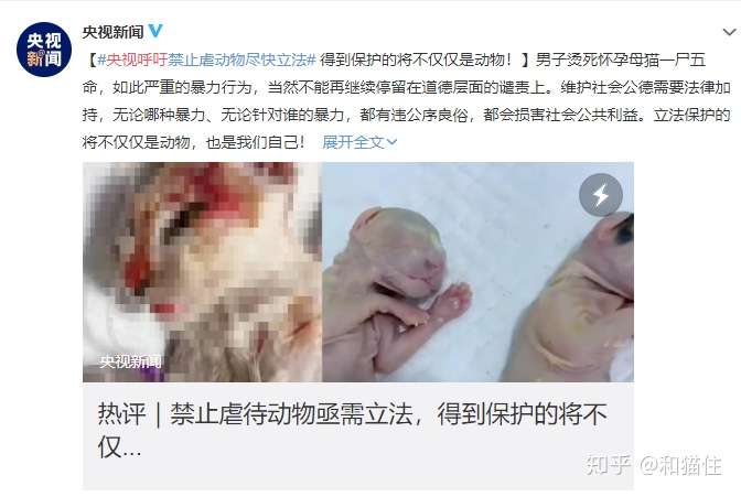 我国历年发生虐猫行为一览- 知乎