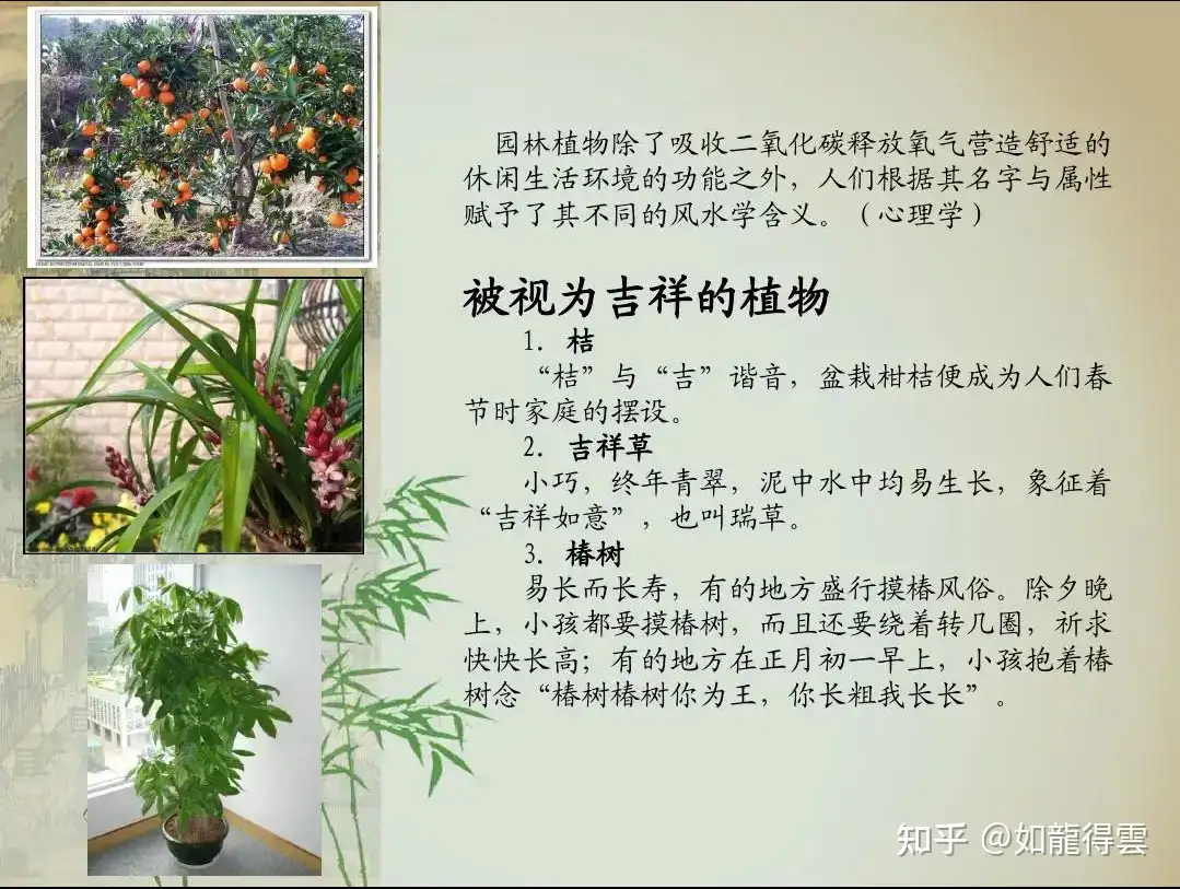 植物与风水 知乎