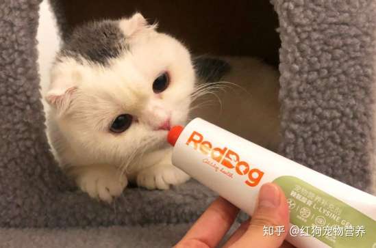 猫咪打了疫苗还会得猫鼻支吗 知乎