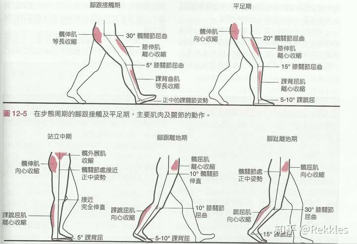 正确走路是用臀部还是用胯发力?