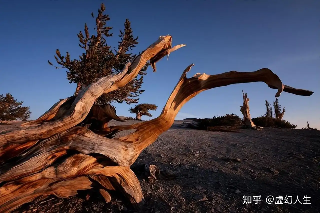 世界上最长寿的树：活了4800年，却败给今年的高温- 知乎