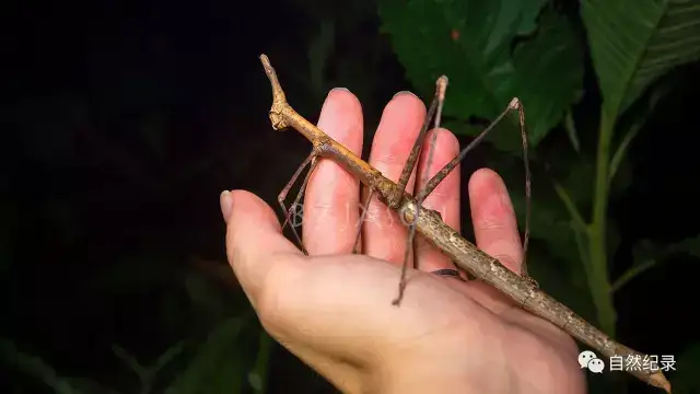 一个人探索亚马逊丛林 还是夜晚 知乎