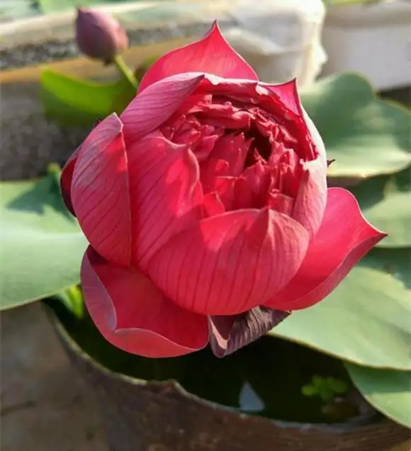 碗莲可以一直水养吗莲商会(碗莲用水一直养能活吗)