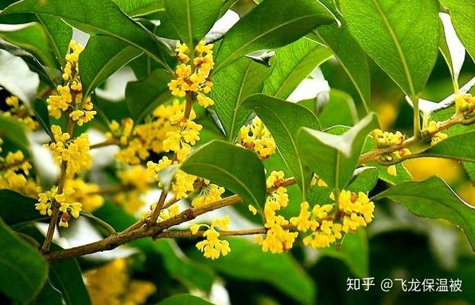如何养好桂花树 这些栽培技巧要掌握 知乎