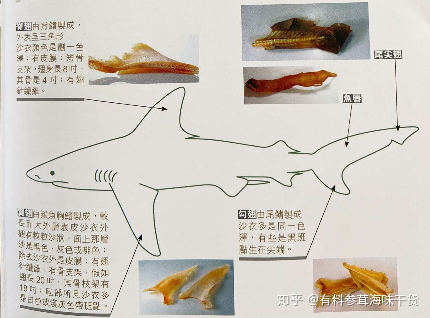 鱼翅漫谈 知乎